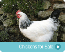 Chickens For Sale