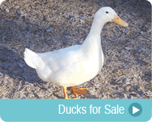 Ducks For Sale