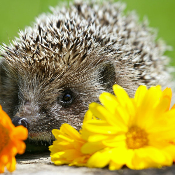 Hedgehogs Hedgehogs