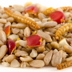 Bird and Wildlife Food Bird and Wildlife Food