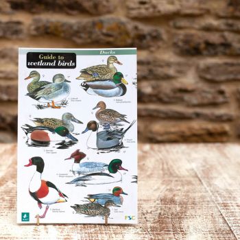 Field Guide - Wetland Birds