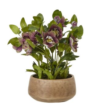 Deep Plum Hellebore Plant Pot - Plastic - L33 x W38 x H41 cm - Taupe