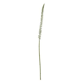 Eremurus (Single Stem Flower) - Plastic - L3 x W3 x H88 cm - White