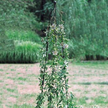 Small Classic Climbing Column, Garden Obelisk, Plant Support - Solid Steel - H142.2 cm - Adjustable Diameter - Black