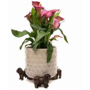 Shih Tzu Plant Pot Feet - Set of 3
