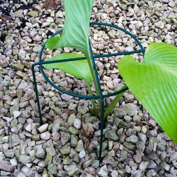 Medium Simple Ring Plant Supports (Pack of 4) - Bare Metal/Ready to Rust - W41 x H51 cm